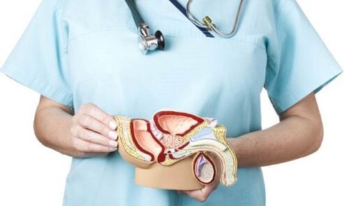 model van het mannelijke urogenitale systeem en behandeling van prostatitis